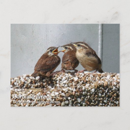 Carolina Wren Briefkaart (Voorkant)