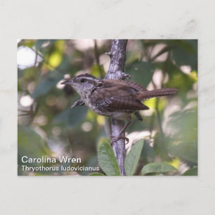 Carolina Wren Briefkaart