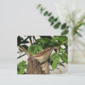 Carolina Wren Briefkaart (Staand voorkant)