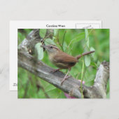 Carolina Wren Carte postale (Devant / Derrière)