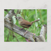 Carolina Wren Carte postale (Devant)