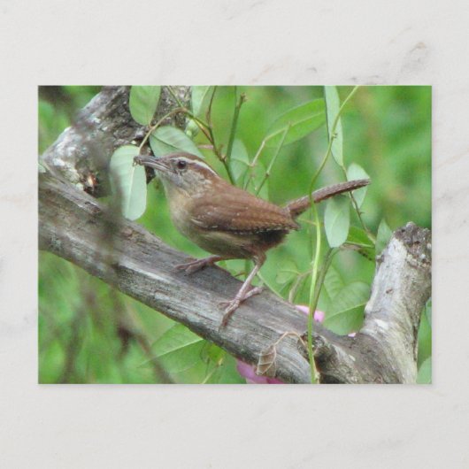 Carolina Wren Carte postale (Devant)
