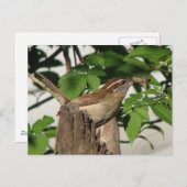 Carolina Wren Carte postale (Devant / Derrière)