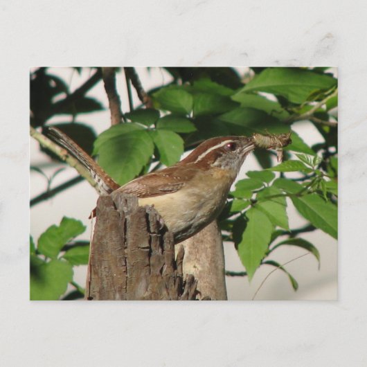 Carolina Wren Carte postale (Devant)