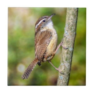 Carolina Wren Ceramic Photo Tile Tegeltje