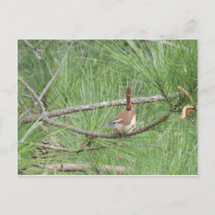Carolina Wren in Pine Tree Briefkaart