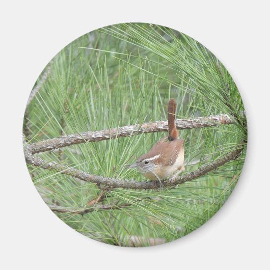 Carolina Wren in Pine Tree Magneet (Voorkant)