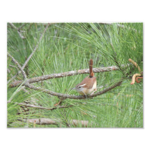 Carolina Wren in Pine Tree Photo Print