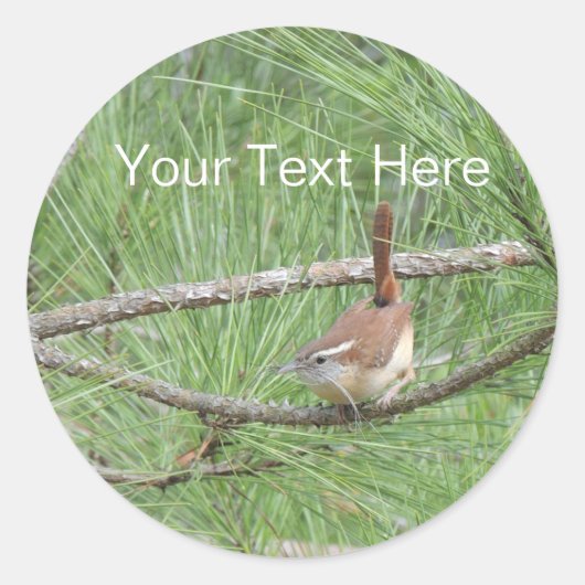 Carolina Wren in Pine Tree Ronde Sticker (Voorkant)