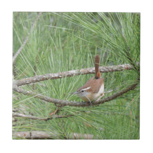 Carolina Wren in Pine Tree Tegeltje