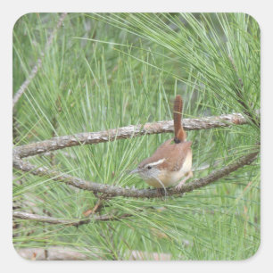 Carolina Wren in Pine Tree Vierkante Sticker