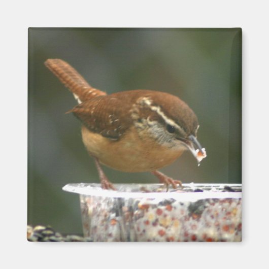 Carolina Wren Magneet (Voorkant)