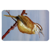 Carolina Wren Magnet (Horizontal)