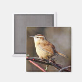 Carolina Wren Magnet (Recto/Verso)