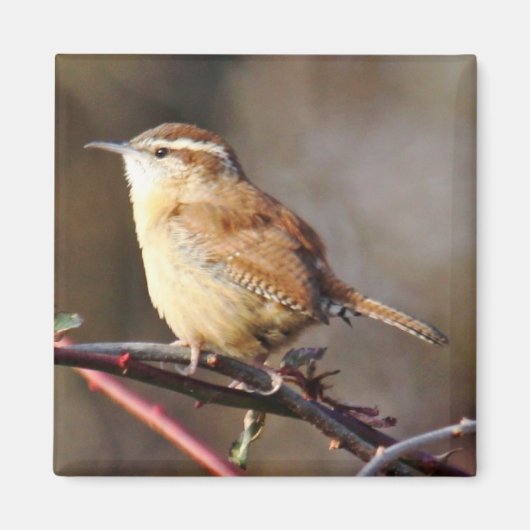 Carolina Wren Magnet Magneet (Voorkant)