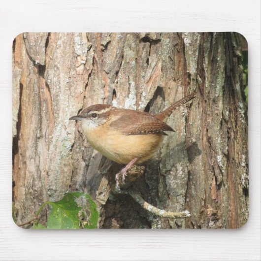 Carolina Wren Muismat (Voorkant)