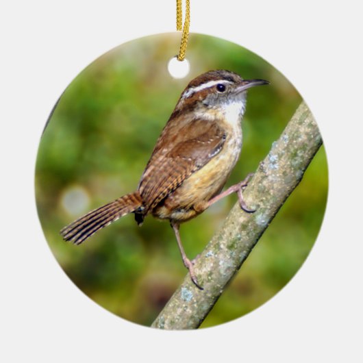 Carolina Wren Ornement (Devant)