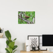 Carolina Wren Poster (Thuiskantoor)