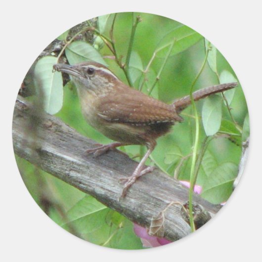 Carolina Wren Sticker (Voorkant)
