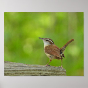 Carolina Wren Vogel Natuurfotografie Poster