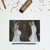 Caroling White Ducks Grappig Feestdagen Kaart