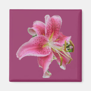 Carolyn's Lily Magnet Magneet