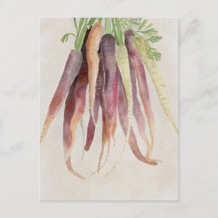 Carottes, carte postale 5x7