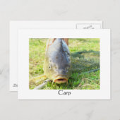 Carp - Karpfen - Ponty Briefkaart (Voorkant / Achterkant)