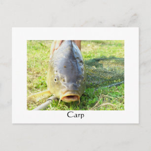 Carp - Karpfen - Ponty Briefkaart