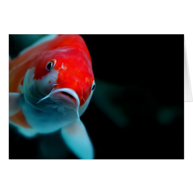 Carpe de Koi (Devant horizontal)