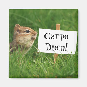 Carpe Diem Chipmunk Magnet Magneet