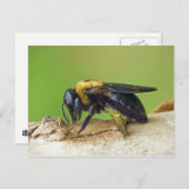 Carpenter Bee. Briefkaart (Voorkant / Achterkant)