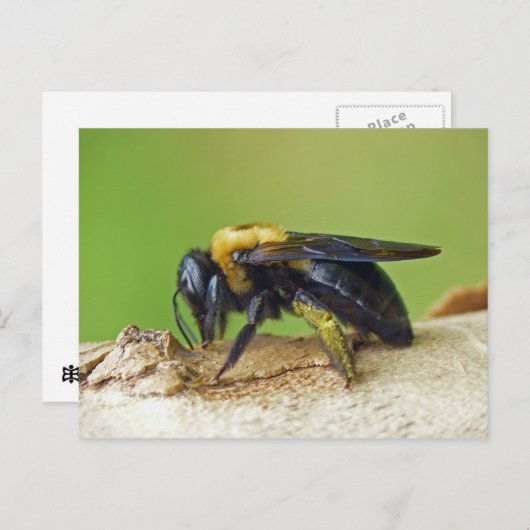 Carpenter Bee. Briefkaart (Voorkant / Achterkant)
