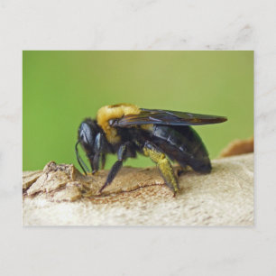 Carpenter Bee. Briefkaart