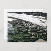 Carpinteria Seal Sanctuary Briefkaart (Voorkant / Achterkant)