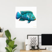 Carpintis Texas Cichlid Poster (Thuiskantoor)