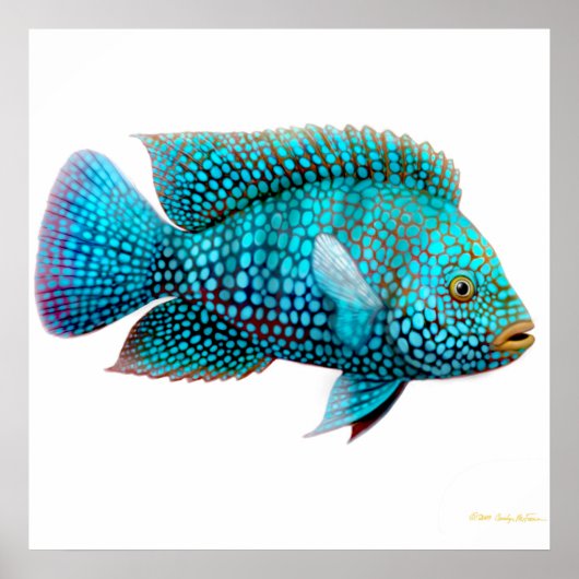 Carpintis Texas Cichlid Poster (Voorkant)