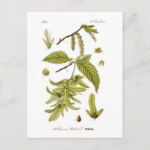 Carpinus betulus (Europees hornbekken) Briefkaart
