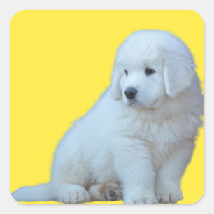 Carré Adorable Polonais Tatra Sheepdog Puppy Sticker