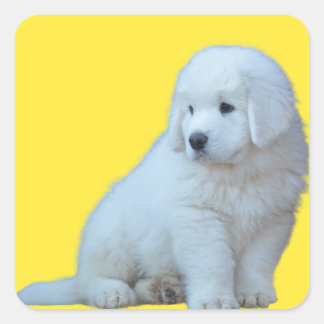 Carré Adorable Polonais Tatra Sheepdog Puppy Sticker