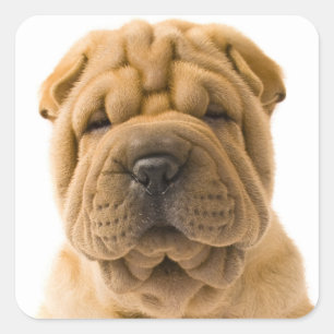 Carré Aimer Shar Pei Chien Chien Chien Sticker / Phoques