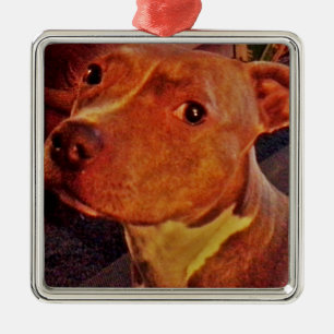 Carré Argenté Ornement BRINDLE de PITBULL