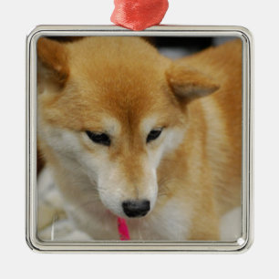 Carré Argenté Ornement de chien de Shiba Inu