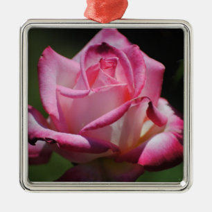 Carré Argenté Ornement de Kordes Perfecta de rose de rose