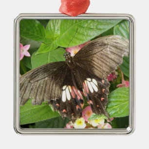 Carré Argenté Ornement de la macro-papillon à épaisse écarlate