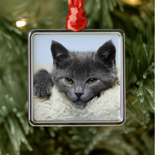Carré Argenté Ornement de visage de chat gris doux