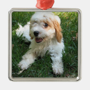 Carré Argenté Ornement photo de Cavachon Customisé, Chien