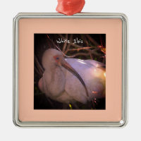 Ornement photo Ibis blanc