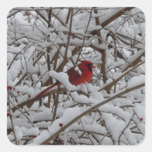 Carré Beau Cardinal Rouge dans Sticker Arbre Rempli Neig