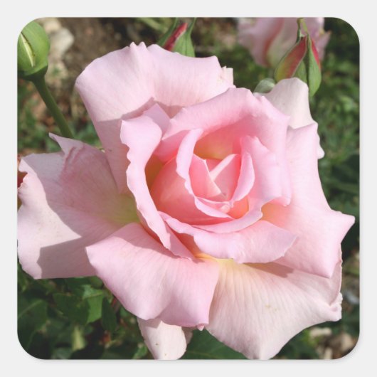 Carré Beau Sticker Flower Set (Devant)